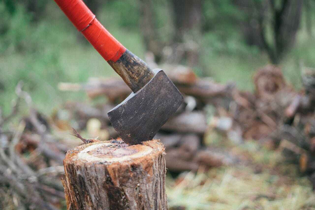 Large Tree Removal